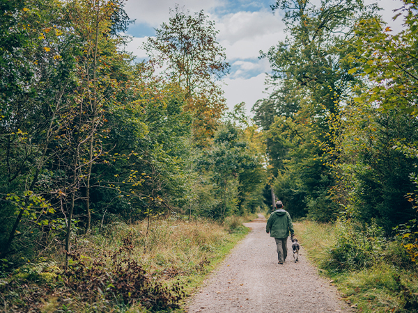 Person und Hund spazieren auf einem Waldweg