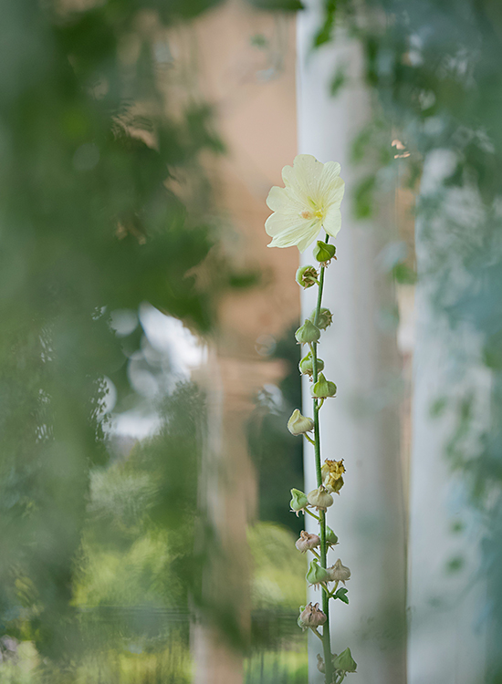 Zarte Blume vor unscharfem Gartenhintergrund