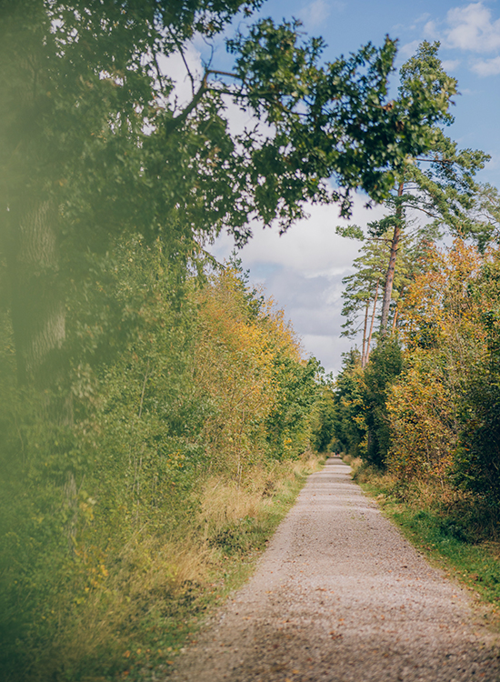 Ein gekiester Waldweg führt bei blauem Himmel durch beruhigende Natur