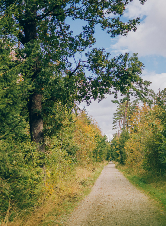 Idyllischer Kiesweg durch einen Wald, der langsam gelbe Blätter bekommt